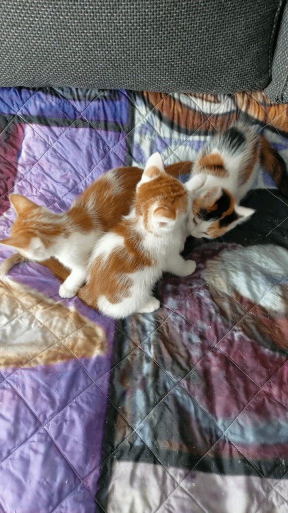 Kittens for sale