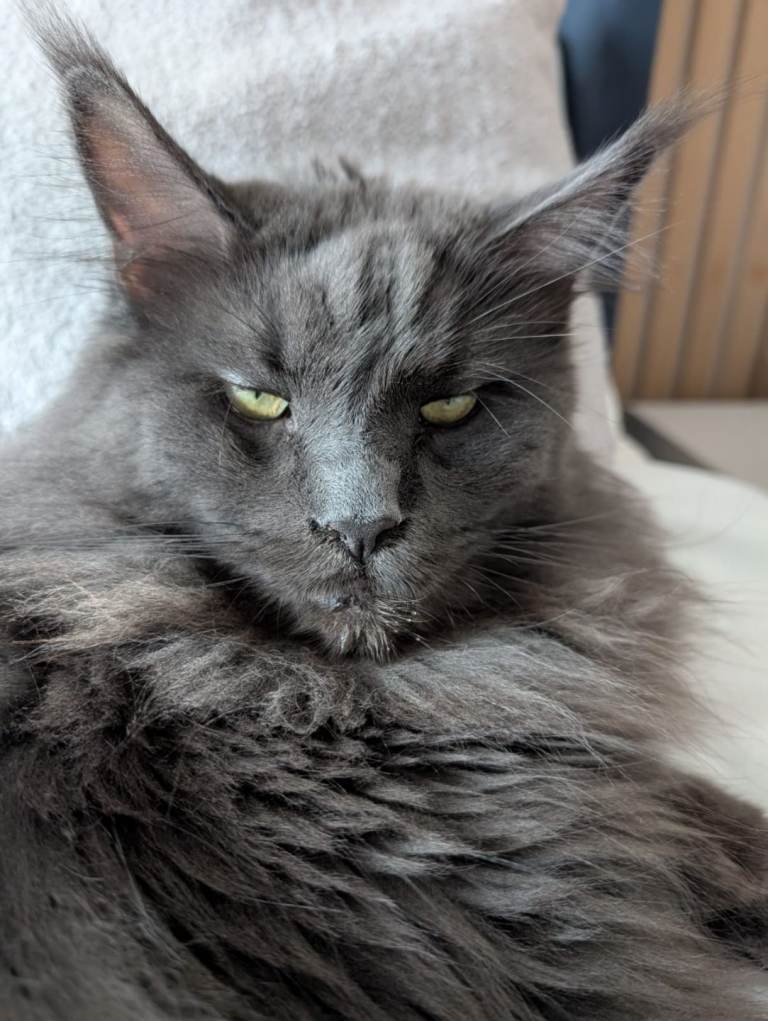 Maine coon for sale
