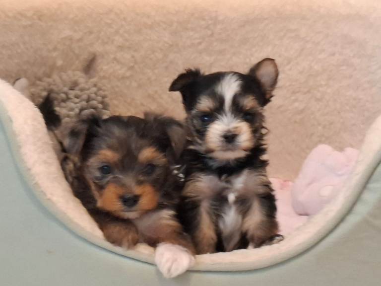 2 Male Yorkshire Terrier Puppies – Ready Soon 🐾