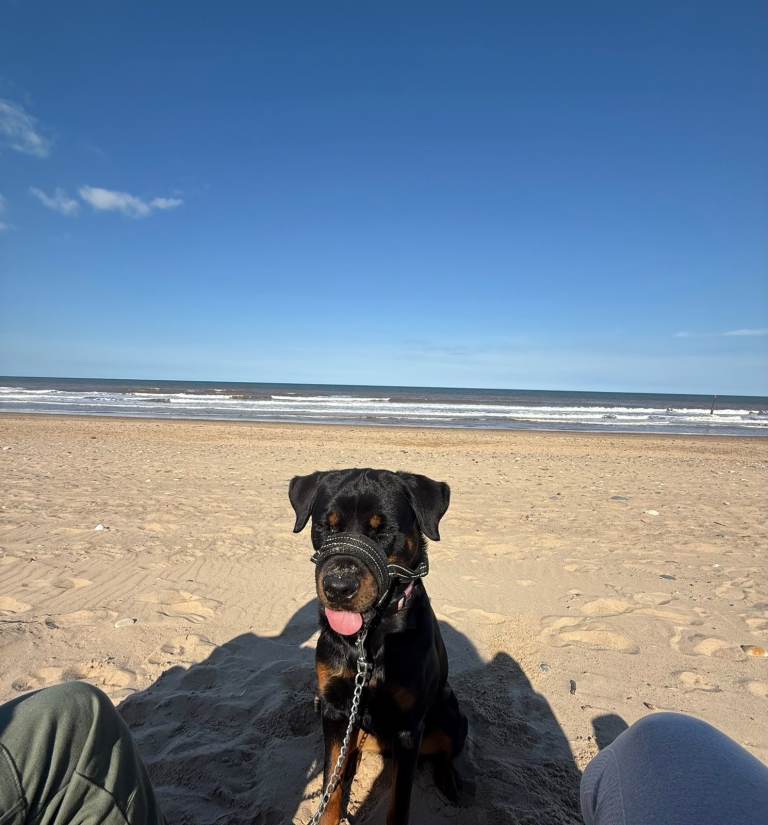 **Female Rottweiler for Sale – 2 Years Old**