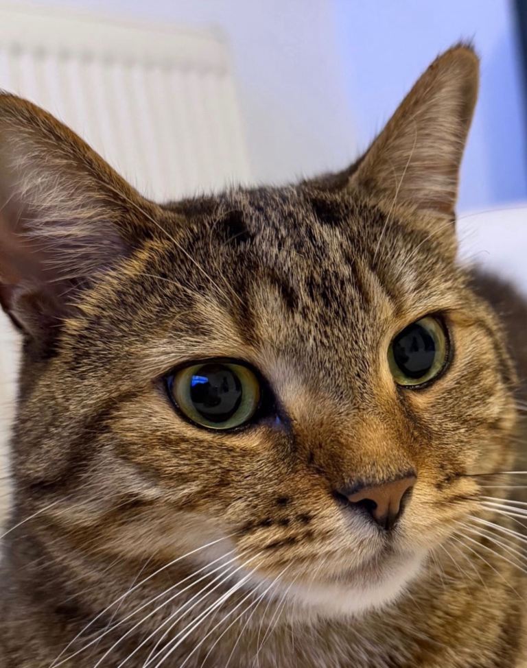 Bubba needs a new home!