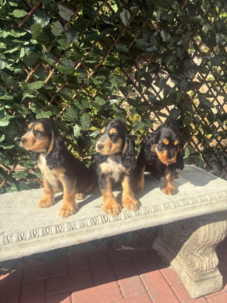 Cocker spaniel show type 