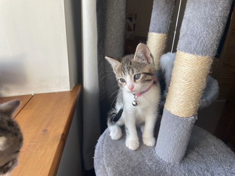 1 gorgeous 9 week old little girl available 