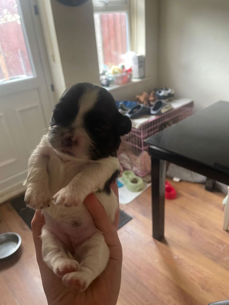 Selling 6 puppies 