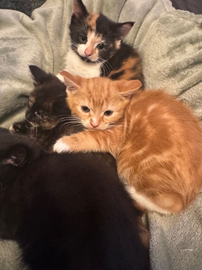 Kittens 