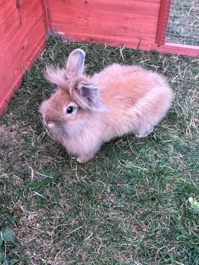 Lion head double mained rabbit
