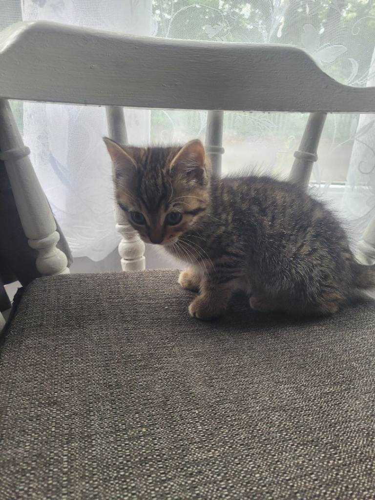 9 weeks old boy