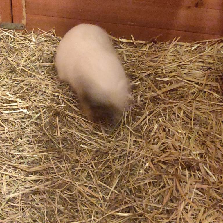 Baby guinea pigs