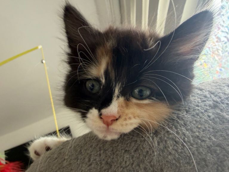 Beautiful, playful kittens looking for loving homes
