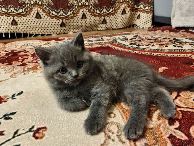 4 beautiful kittens