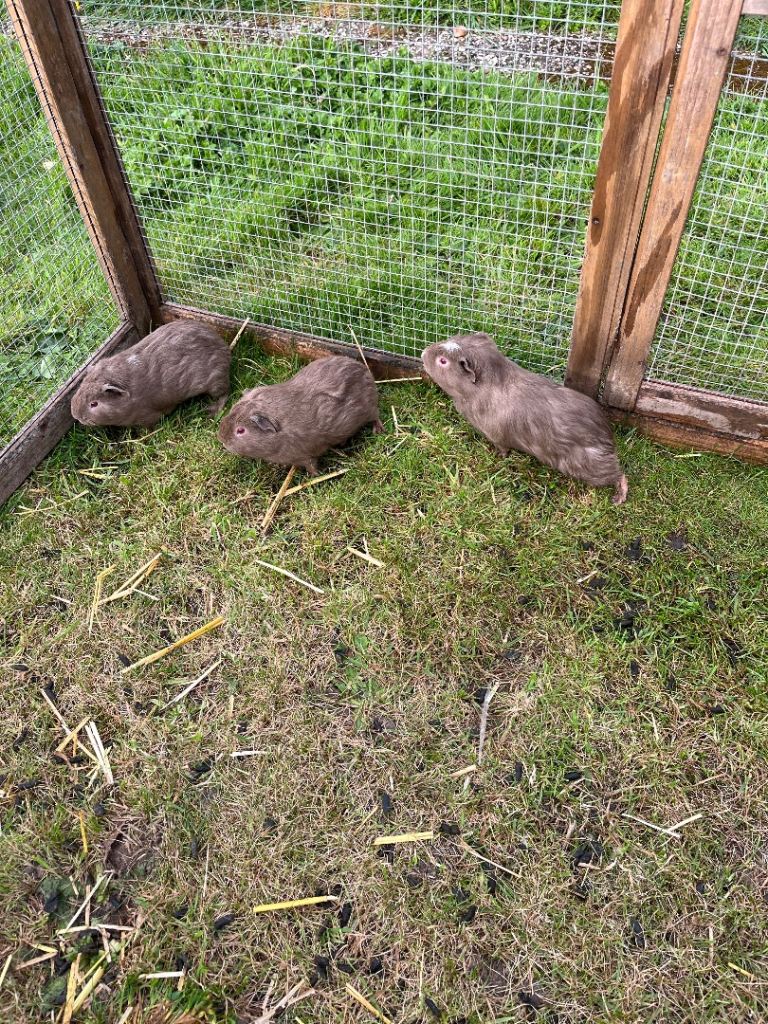 8 Week Guinea Pigs