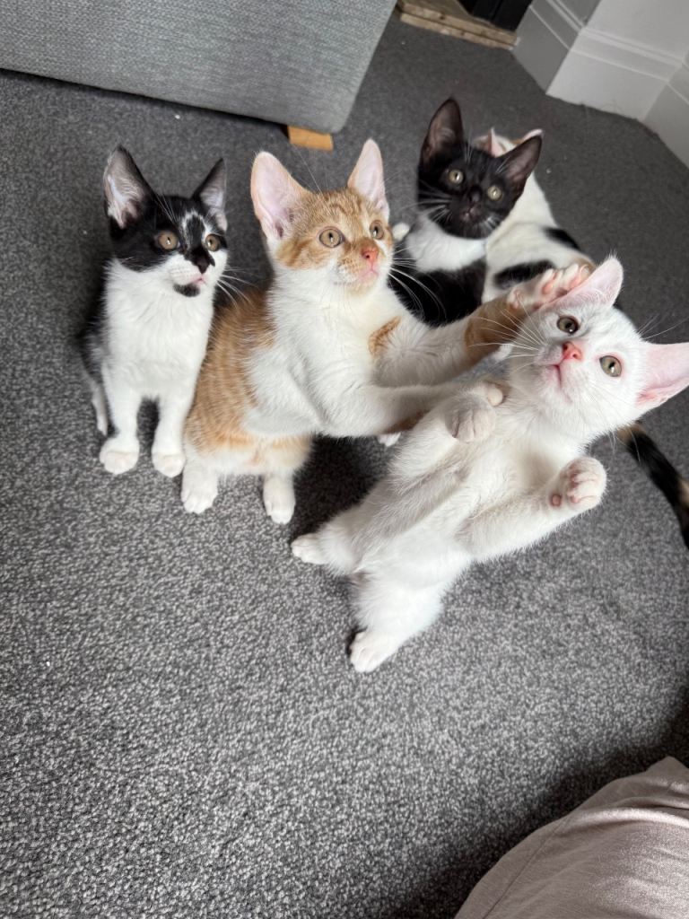 4 beautiful kittens to home 