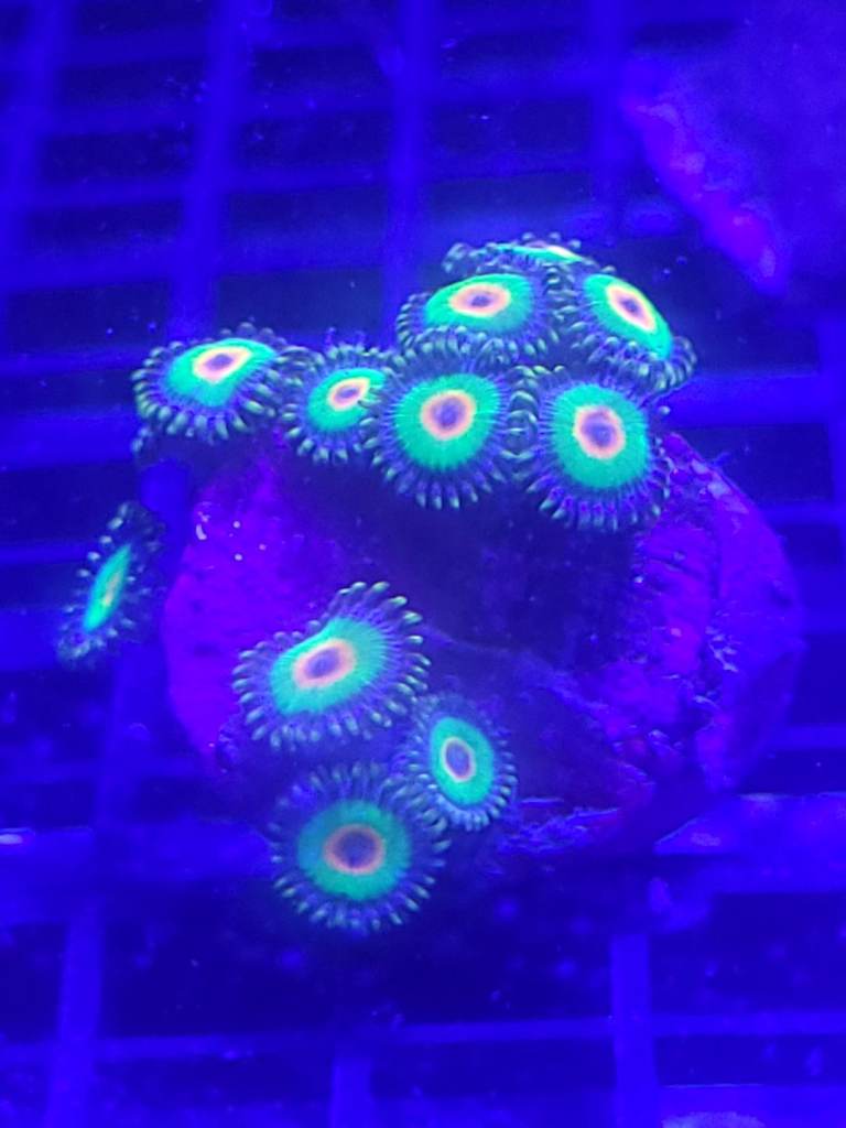 Rasta Zoa Zoanthid Soft Coral
