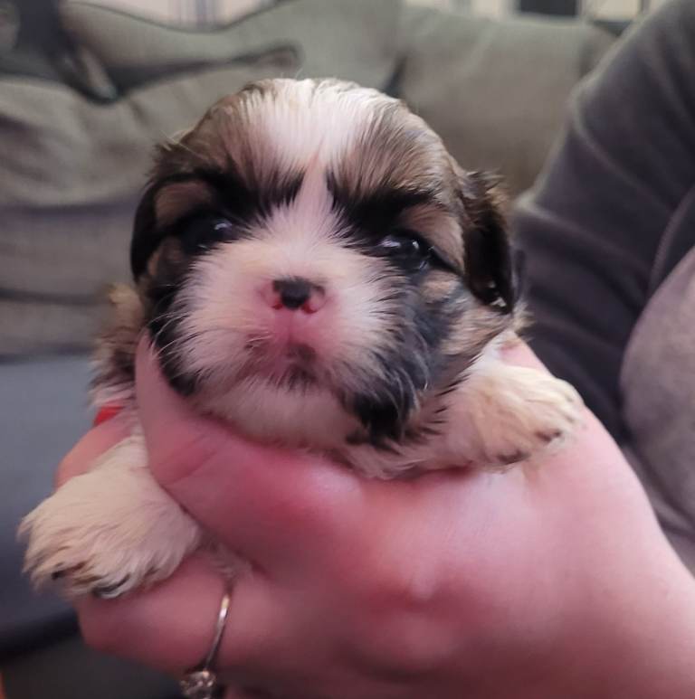 Look stunning shitzu pups 