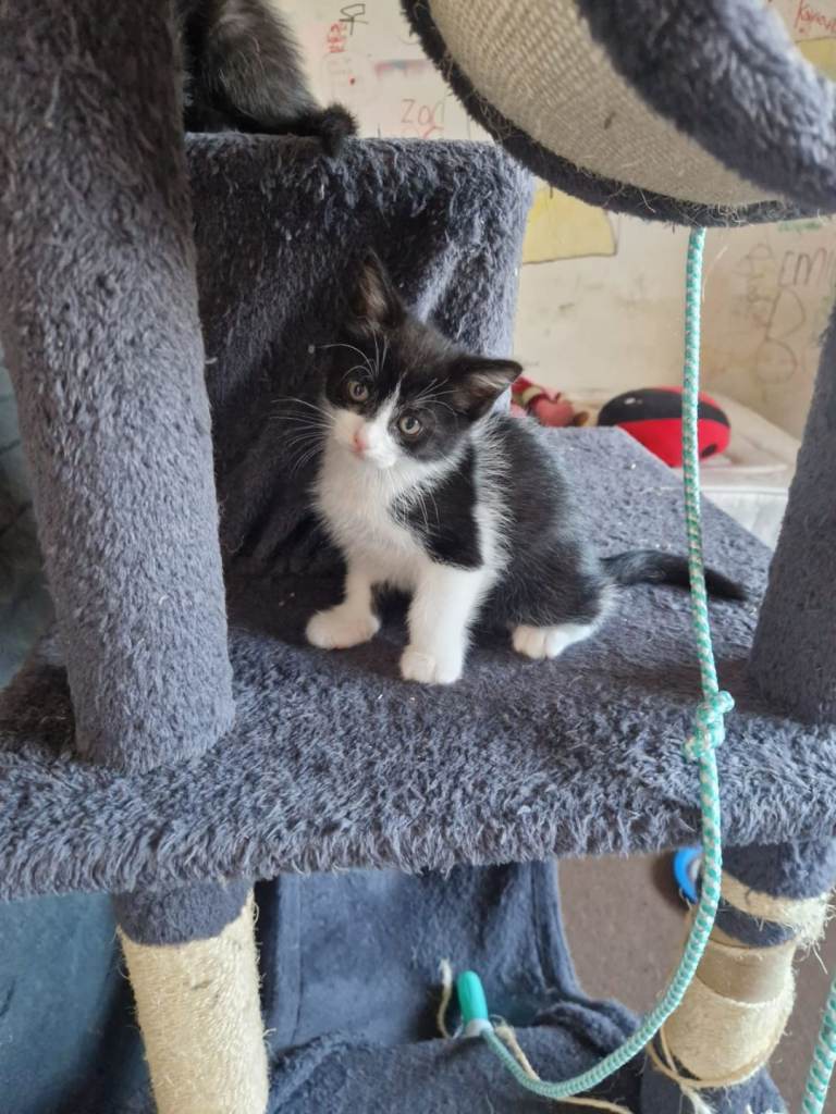 Kitten