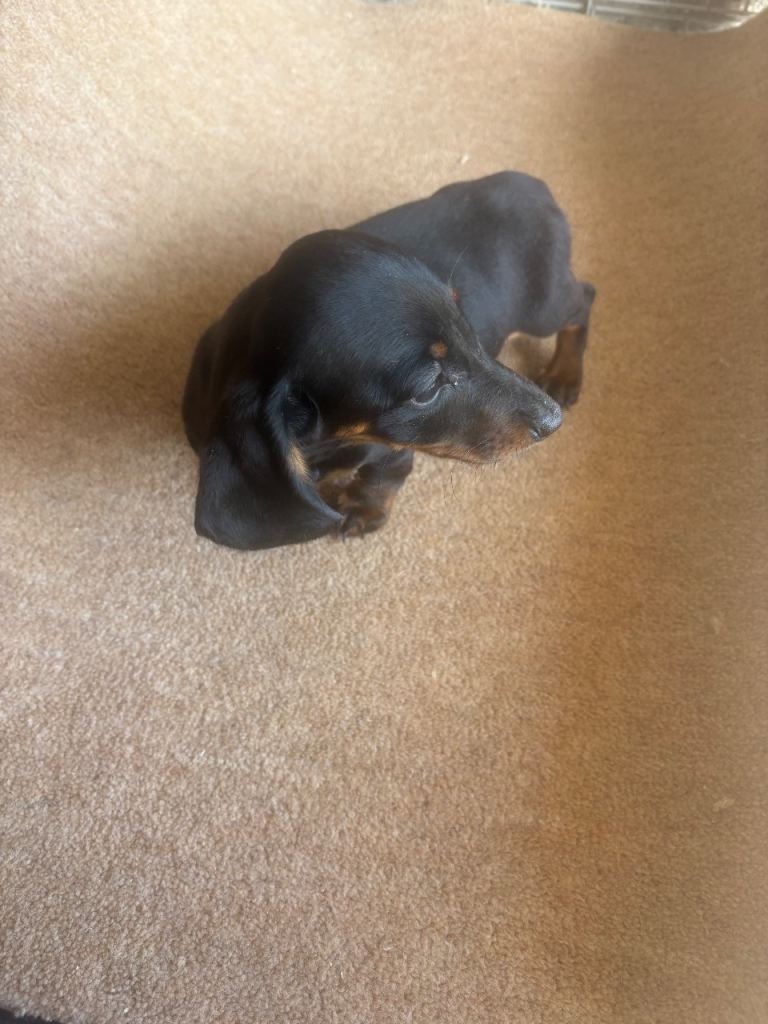 Dachshund pups 