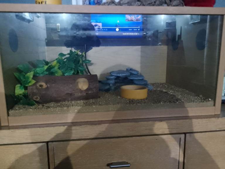 Vivarium for sale 