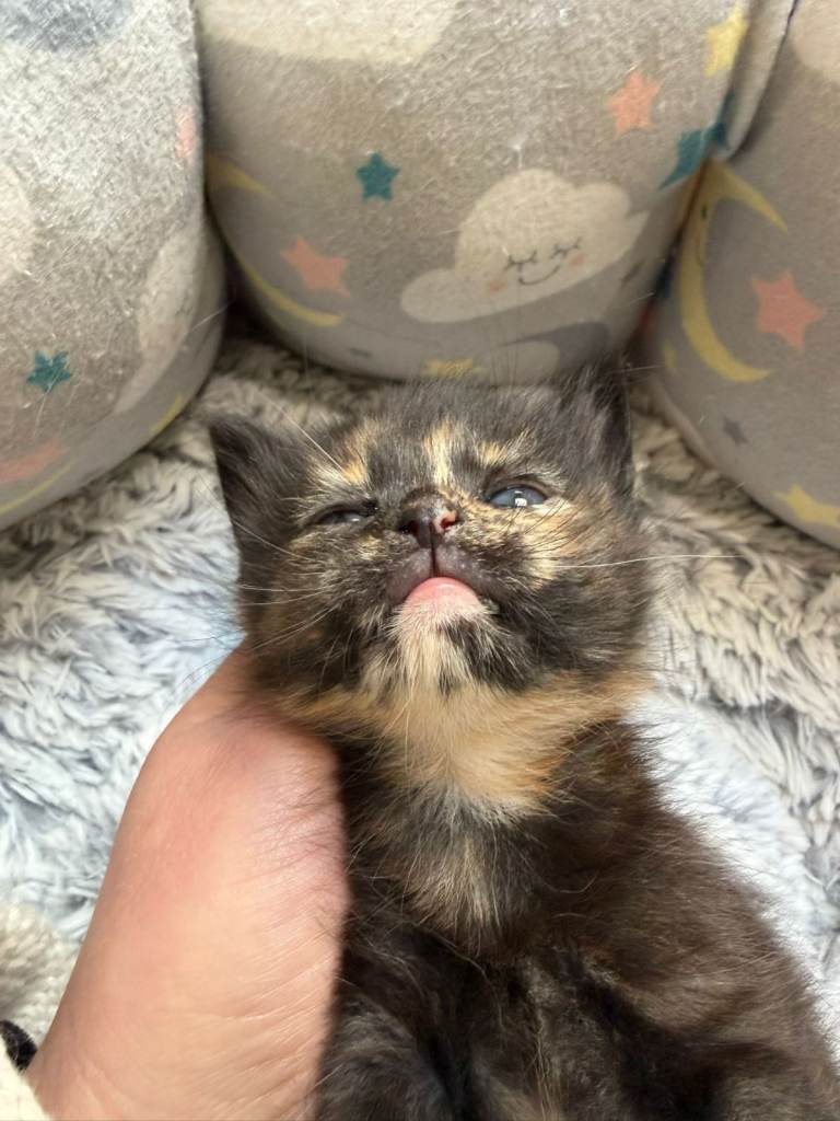 Beautiful Maine coon X Selkirk Rex GIRLS