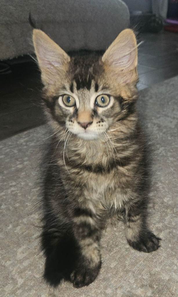 Maine Coon kittens GCCF registered 