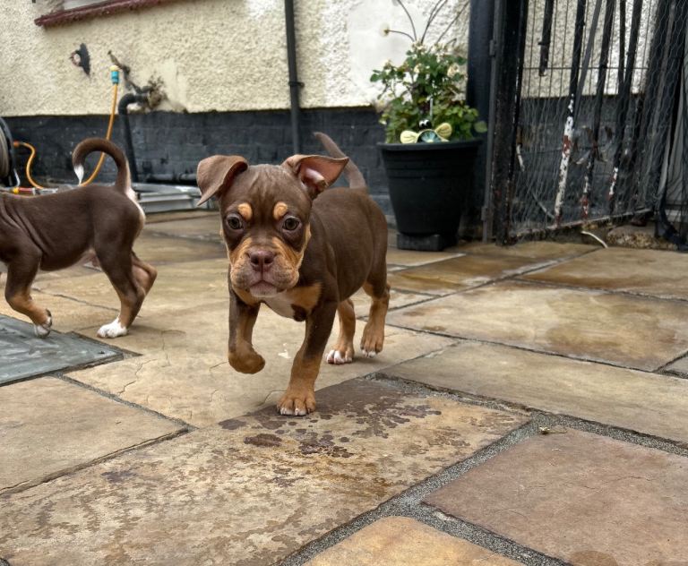 OLD TYME BULLDOG PUPPY