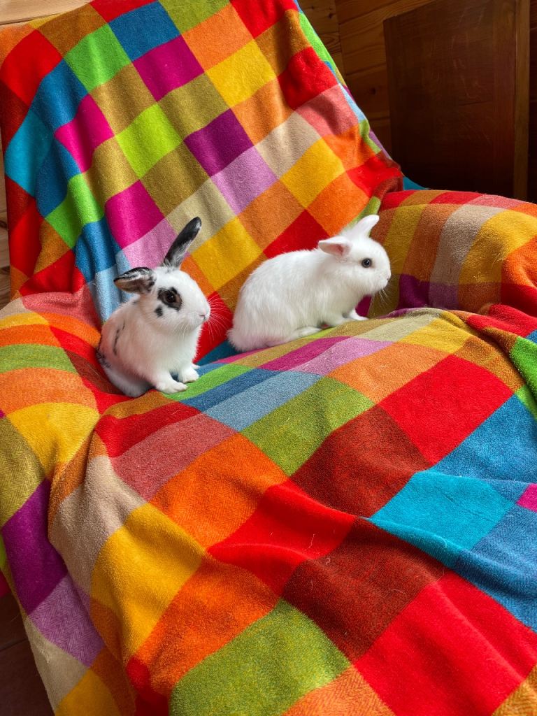2 Baby Rabbits. Now Ready To Leave. 