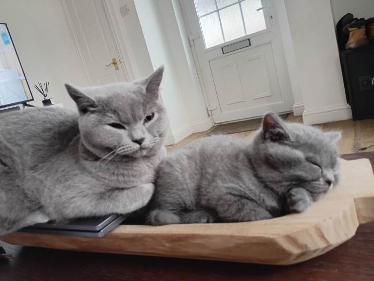 BRITISH SHORTHAIR PEDIGREE BOY