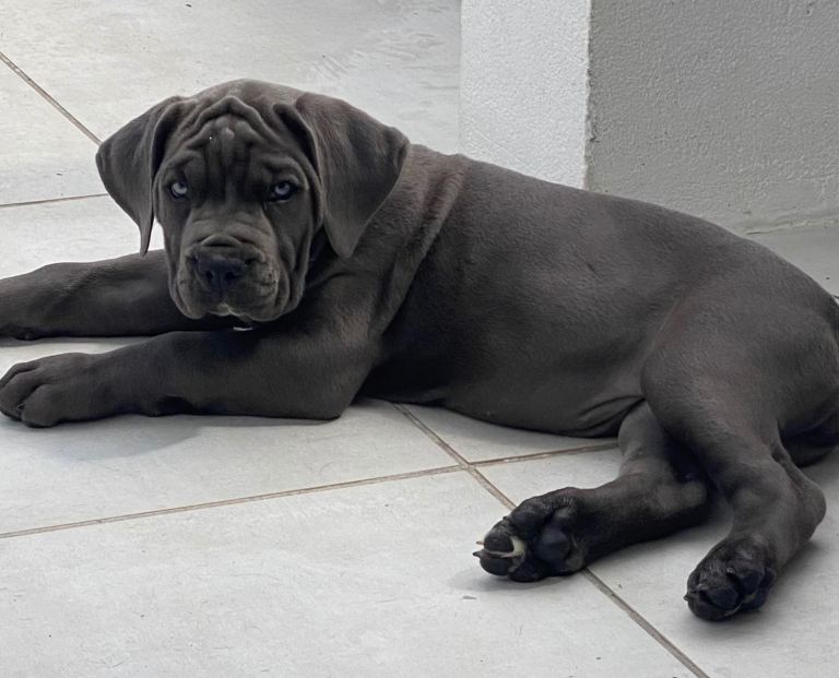  🏆 Elite Champion Bloodline Cane Corso Puppies