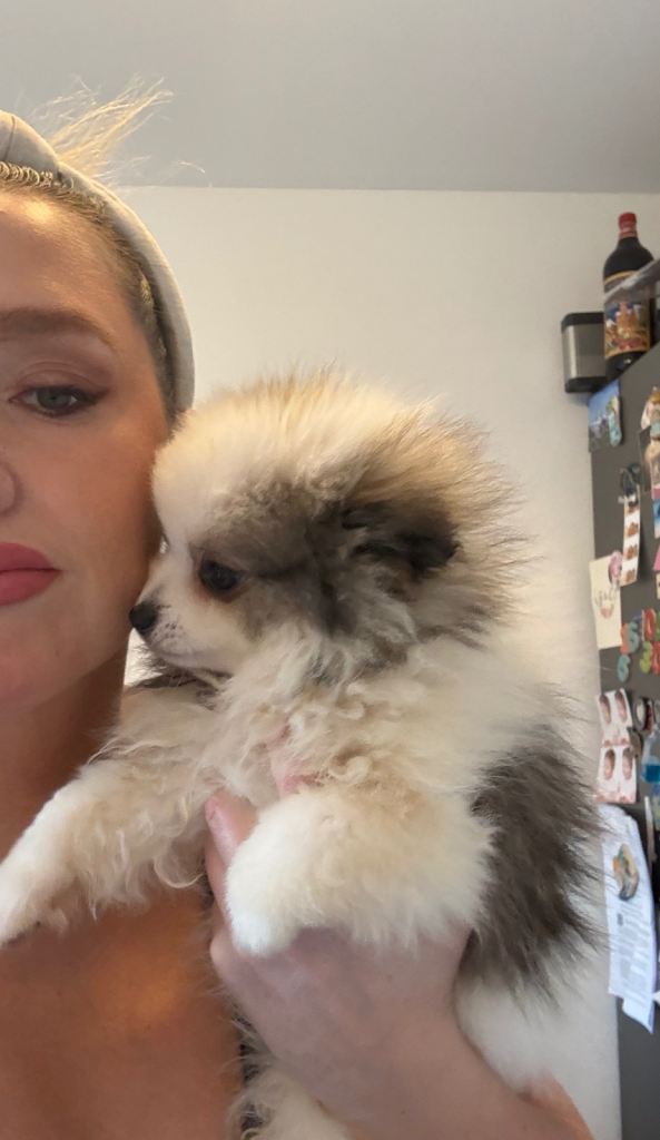 Gorgeous Pomeranian puppy