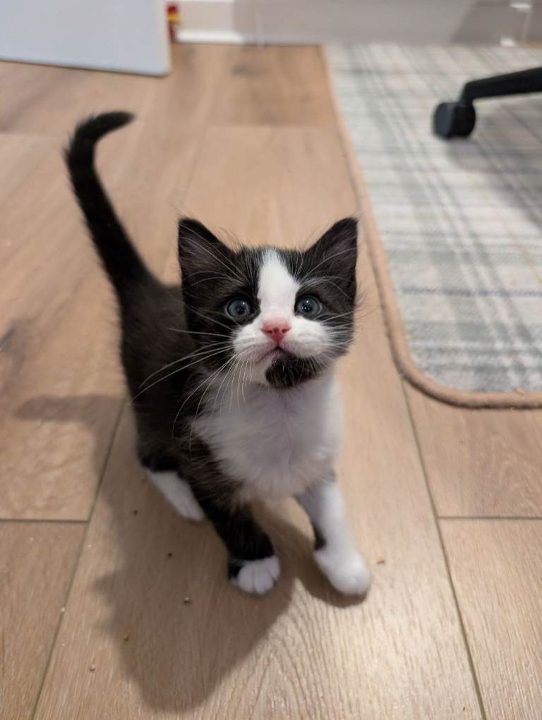 Black/white kitten 