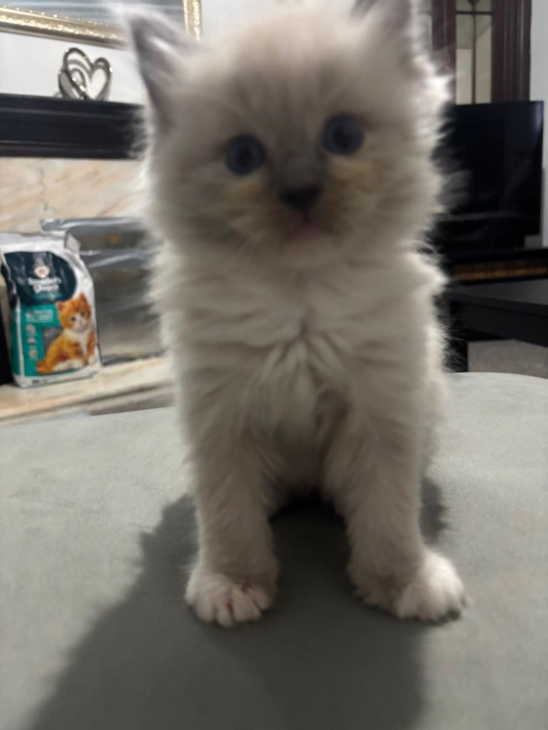 Ragdoll kitten.Male
