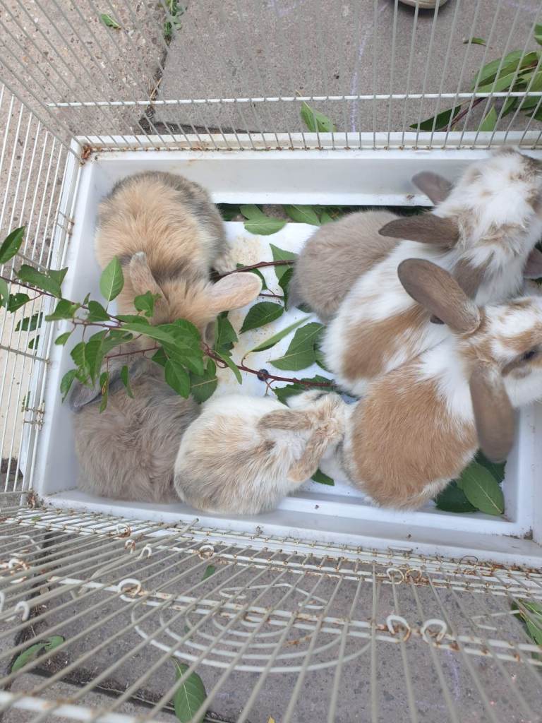 Pet Rabbits