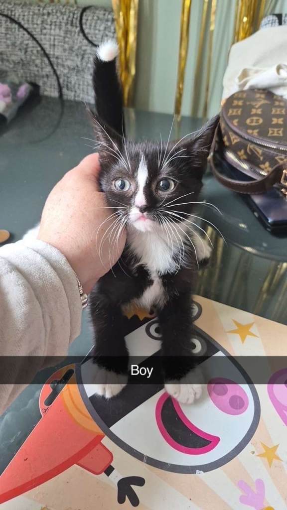 11 week old kittens 