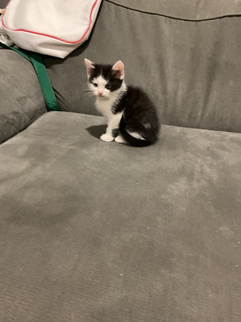 kittens