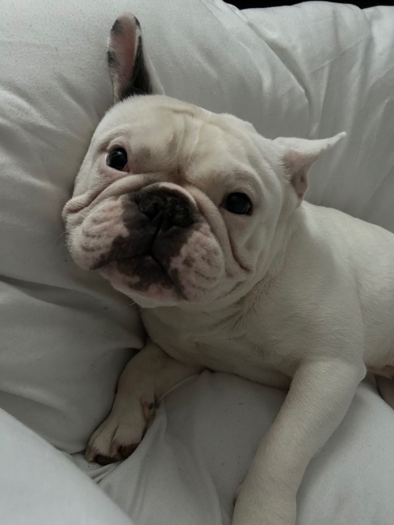 French bulldog 