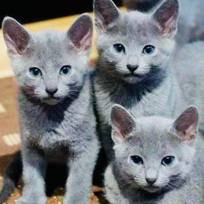 Gorgeous bundles of Russian blue kittens ready for loving homes