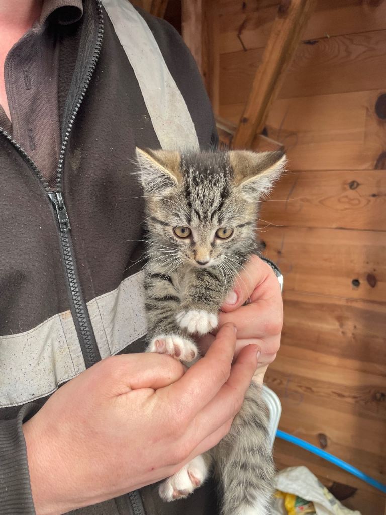 Kitten