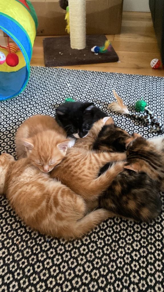 Beautiful Kittens for sale