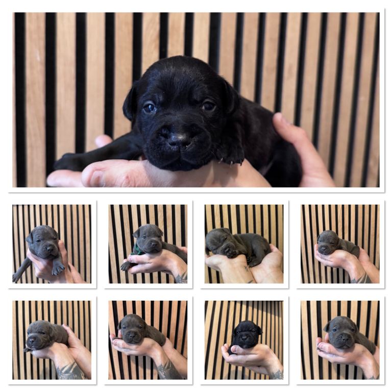 Staffordshire bull terrier puppies