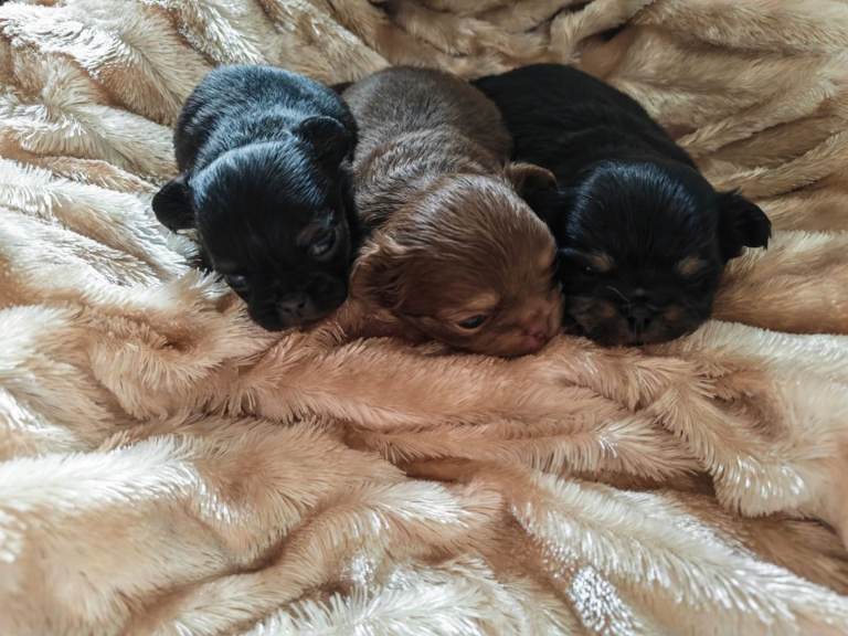 Chihuahua puppies