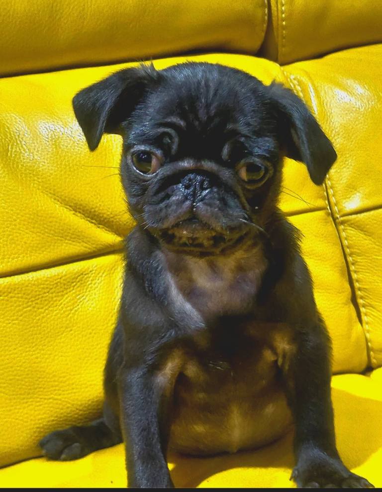 Black pug pupys