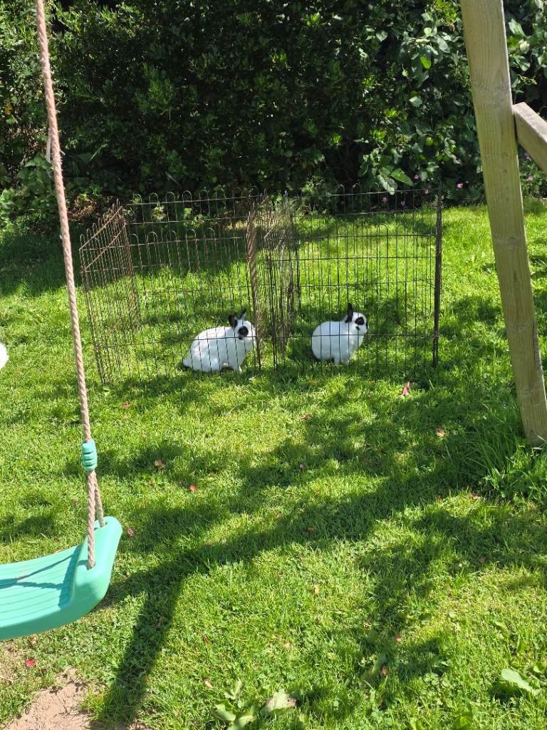 Dwarf Rabbits 
