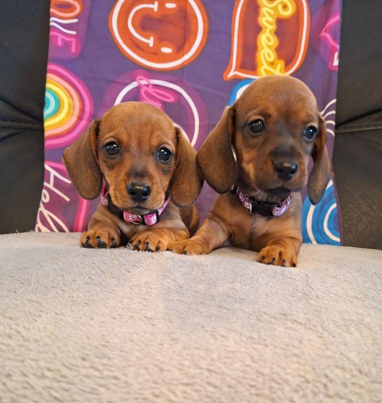 Miniature Dachshund puppies