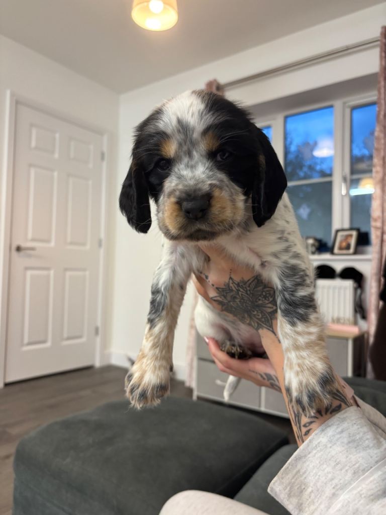 6 beautiful sprocker cross puppies for sale 