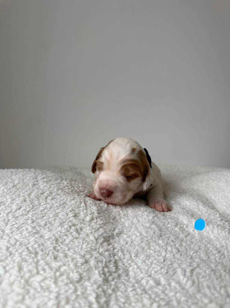 Sprocker Spaniel Puppies 