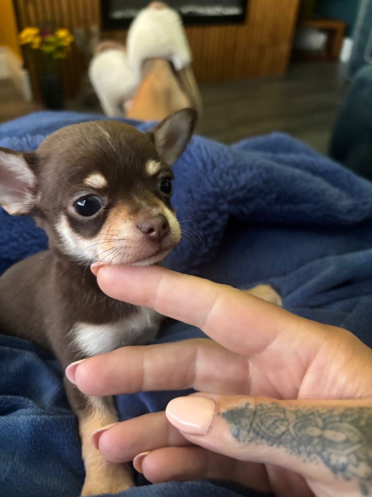 BABY CHIHUAHUA PUPS