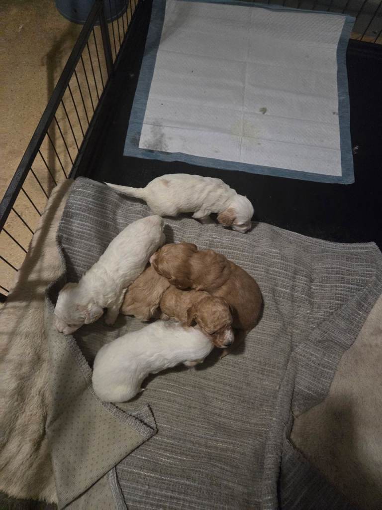 Cockapoo puppies 