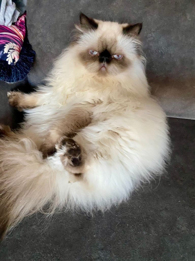 Persian Himalayan male for sale