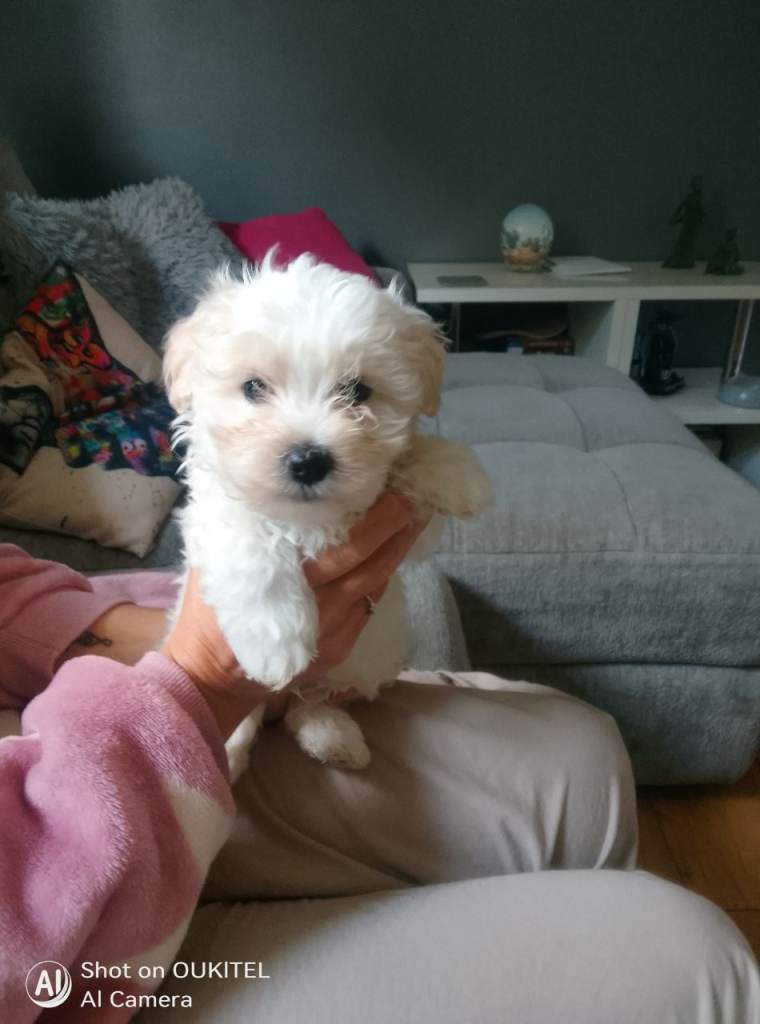 Maltese puppies 