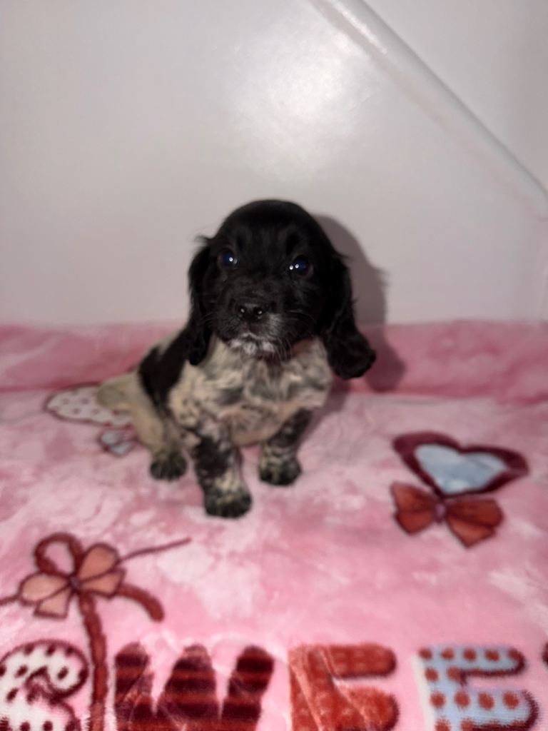 Cocker spaniel puppies 
