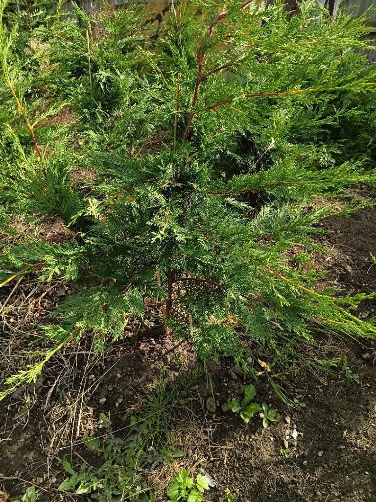 Fresh Conifer Plants – Brand New Stock, Ready for Garden